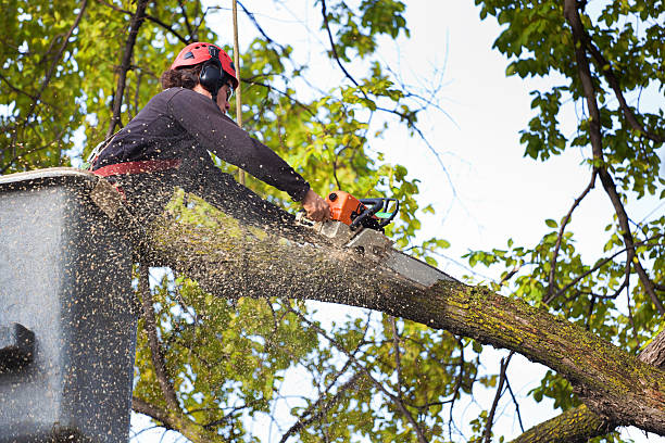 How Our Tree Care Process Works  in  Hebron, PA